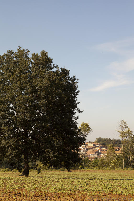 Agriturismo Creta Rossa 托雷迪鲁杰罗 外观 照片